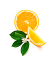 Mandarine de minuit