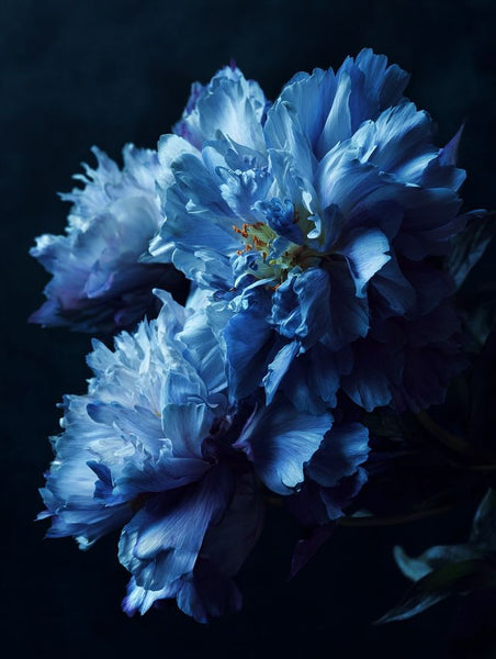 fleur de lune
