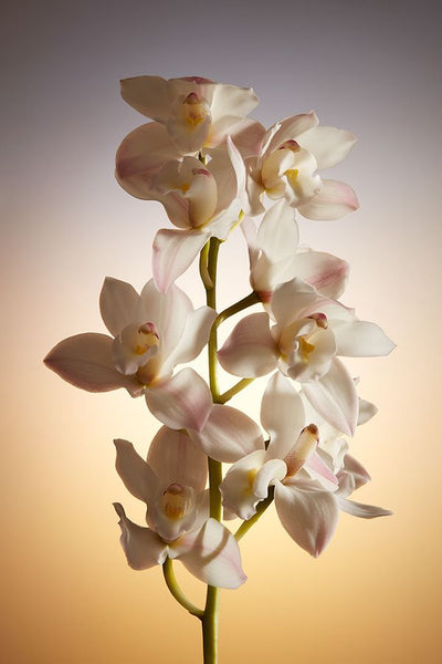 ORChidées fraîches