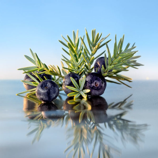 Juniper berries