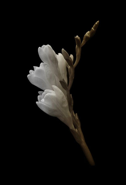 cruche freesia