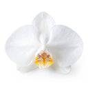 Orchidées fraîches