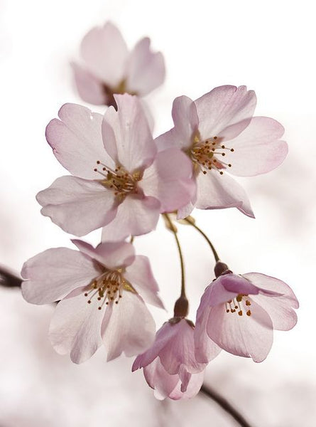 FLEUR DE CERISIER